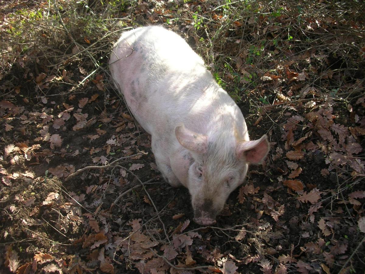 Affittacamere La Fornace Rigomagno Экстерьер фото